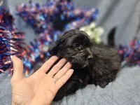 Joey, a male Havapoo for sale in Stockton, MO – 2 of 10