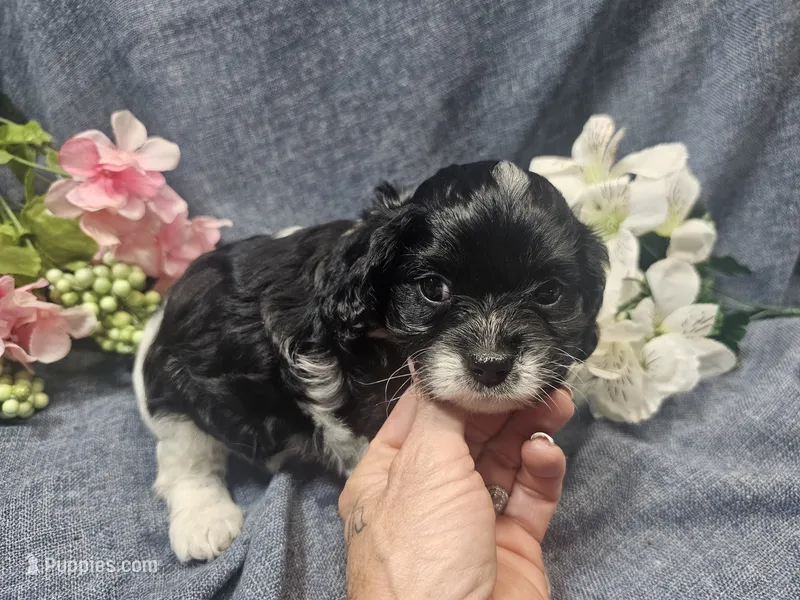 Kallie – Cavapoo puppy for sale in Stockton, MO