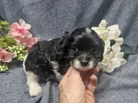 Kallie, a female Cavapoo for sale in Stockton, MO – 1 of 10
