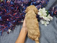 Mindy, a female Maltipoo for sale in Stockton, MO – 8 of 9