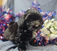 Joey, a male Havapoo for sale in Stockton, MO – 3 of 10