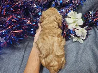 Mosley , a male Maltipoo for sale in Stockton, MO – 9 of 10