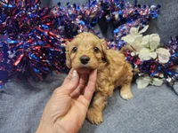 Mosley , a male Maltipoo for sale in Stockton, MO – 3 of 10