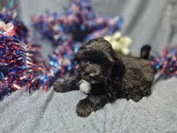 Joey, a male Havapoo for sale in Stockton, MO – 9 of 10