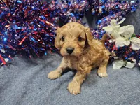 Mosley , a male Maltipoo for sale in Stockton, MO – 5 of 10