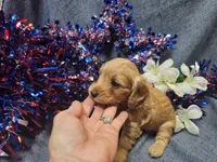 Mindy, a female Maltipoo for sale in Stockton, MO – 3 of 9