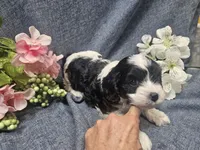 Knox, a male Cavapoo for sale in Stockton, MO – 9 of 10