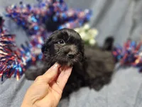 Joey, a male Havapoo for sale in Stockton, MO – 1 of 10
