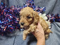 Mosley , a male Maltipoo for sale in Stockton, MO – 6 of 10