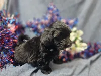 Joey, a male Havapoo for sale in Stockton, MO – 4 of 10