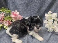 Kallie, a female Cavapoo for sale in Stockton, MO – 10 of 10