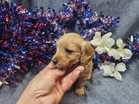 Mindy, a female Maltipoo for sale in Stockton, MO – 5 of 9
