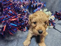 Mosley , a male Maltipoo for sale in Stockton, MO – 7 of 10