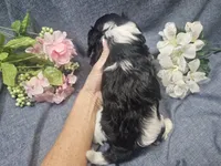 Kallie, a female Cavapoo for sale in Stockton, MO – 2 of 10