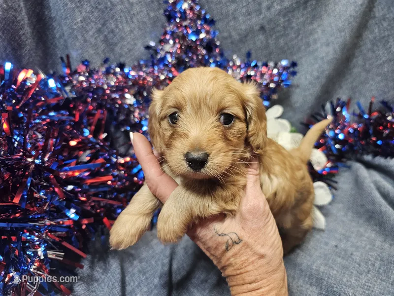 Mindy – Maltipoo puppy for sale in Stockton, MO