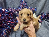 Mindy, a female Maltipoo for sale in Stockton, MO – 1 of 9