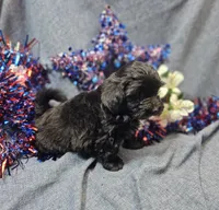 Joey, a male Havapoo for sale in Stockton, MO – 8 of 10