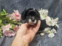 Kallie, a female Cavapoo for sale in Stockton, MO – 6 of 10