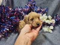 Mindy, a female Maltipoo for sale in Stockton, MO – 6 of 9