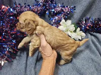Mindy, a female Maltipoo for sale in Stockton, MO – 7 of 9