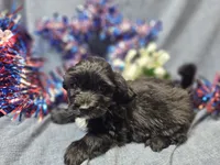 Joey, a male Havapoo for sale in Stockton, MO – 5 of 10