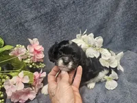 Kallie, a female Cavapoo for sale in Stockton, MO – 7 of 10