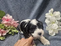 Knox, a male Cavapoo for sale in Stockton, MO – 4 of 10