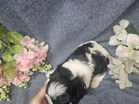 Knox, a male Cavapoo for sale in Stockton, MO – 10 of 10