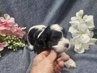Knox, a male Cavapoo for sale in Stockton, MO – 5 of 10