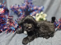 Joey, a male Havapoo for sale in Stockton, MO – 7 of 10