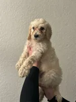 Hazelnut, a male Goldendoodle for sale in Fontana, CA – Photo 1 of 2