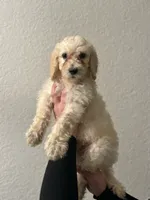 Hazelnut, a male Goldendoodle for sale in Fontana, CA – Photo 2 of 2