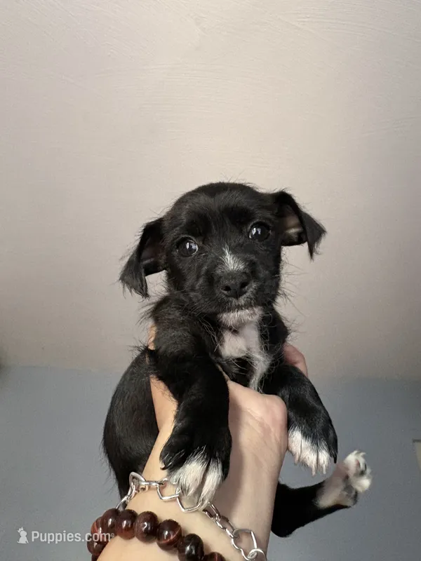Chihuahua  – Chihuahua, Maltese puppy for sale in Dallas, TX