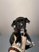 Chihuahua , a male Chihuahua and Maltese for sale in Dallas, TX – 1 of 1