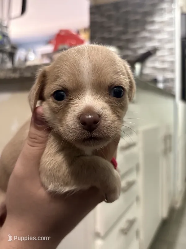 Chihuahua  – Chihuahua, Maltese puppy for sale in Dallas, TX