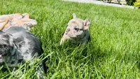Pink, a female French Bulldog for sale in Nutley, NJ – 4 of 4