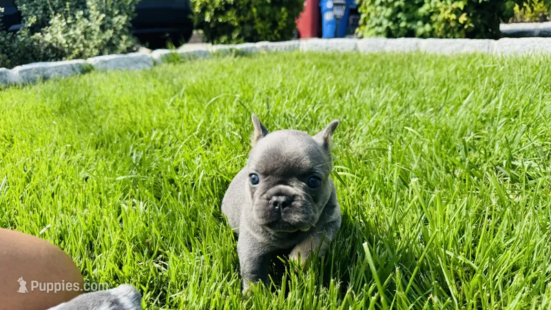 Bear – French Bulldog puppy for sale in Nutley, NJ