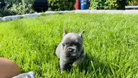 Bear, a female French Bulldog for sale in Nutley, NJ – 1 of 5