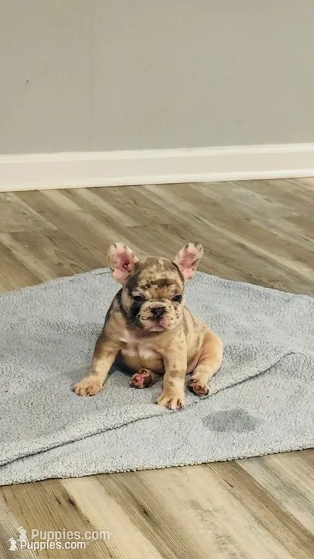Pink – French Bulldog puppy for sale in Nutley, NJ