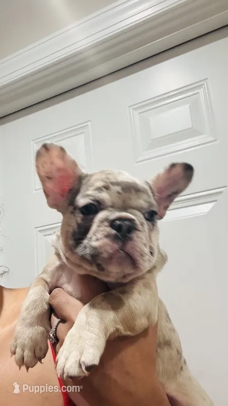 Pink – French Bulldog puppy for sale in Nutley, NJ