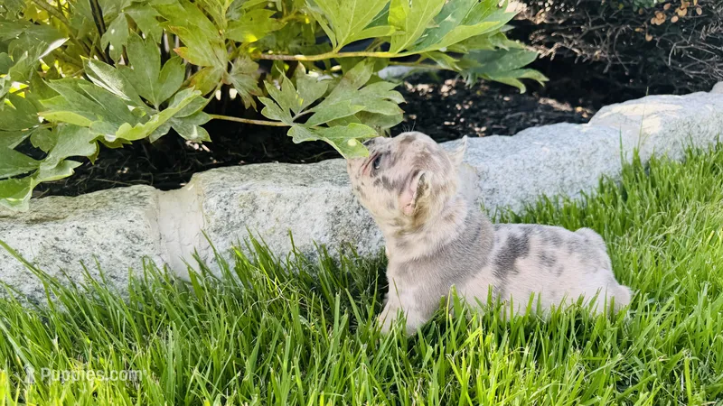 Pink – French Bulldog puppy for sale in Nutley, NJ