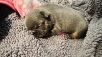 Bear, a female French Bulldog for sale in Nutley, NJ – 2 of 5