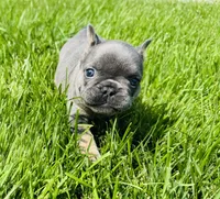 Bear, a female French Bulldog for sale in Nutley, NJ – 3 of 5