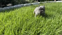 Bear, a female French Bulldog for sale in Nutley, NJ – 5 of 5