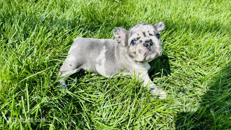Linda – French Bulldog puppy for sale in Nutley, NJ