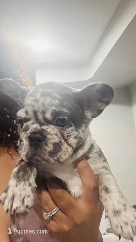 Linda – French Bulldog puppy for sale in Nutley, NJ