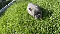 Bear, a female French Bulldog for sale in Nutley, NJ – 4 of 5