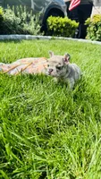 Pink, a female French Bulldog for sale in Nutley, NJ – 3 of 4