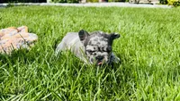 Linda, a female French Bulldog for sale in Nutley, NJ – 3 of 3