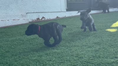 Athena , a female Cane Corso for sale in Colorado Springs, CO – 3 of 5